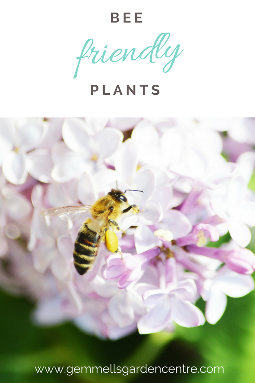 Bee Friendly Plants | Bee on a Lilac Bush