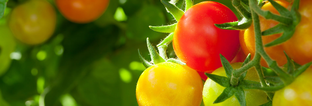 Bush vs vine tomatoes, which one is best for your needs?