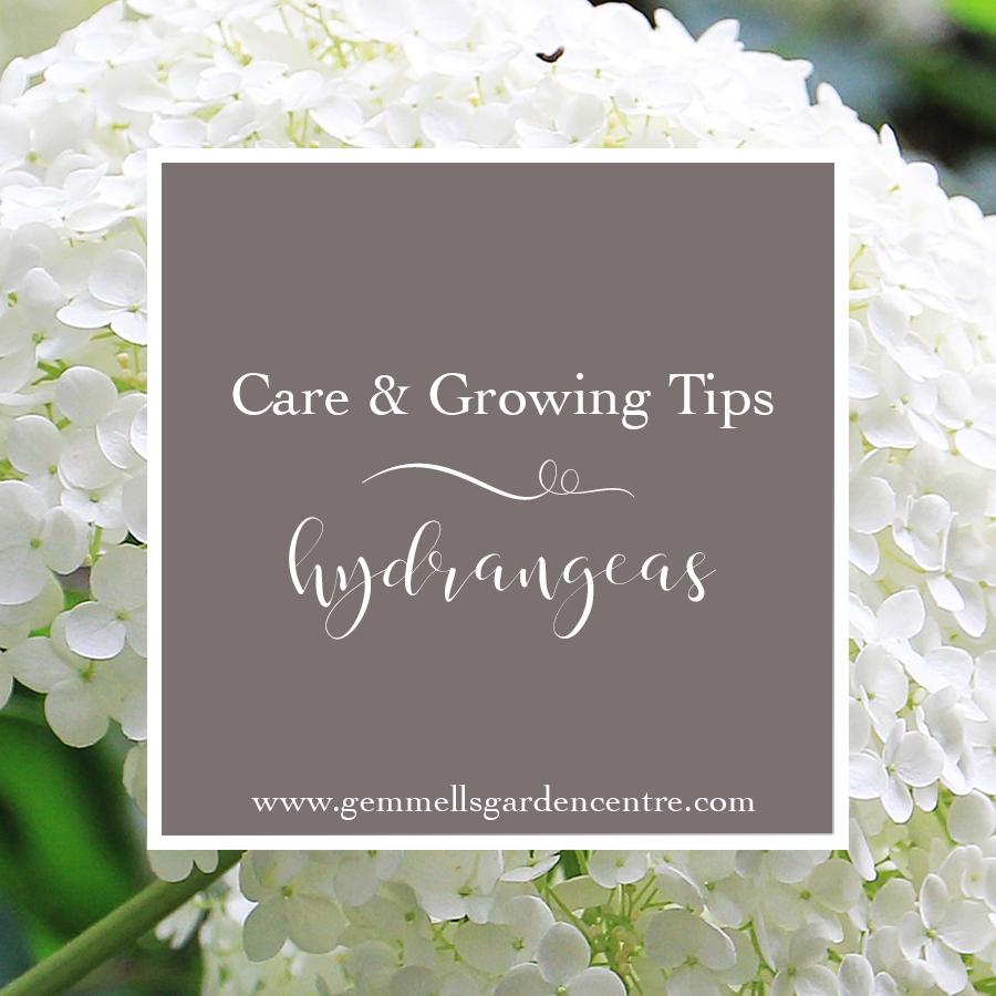How to Care for your Hydrangeas | Ottawa Garden Centre Blog | Gemmell's 