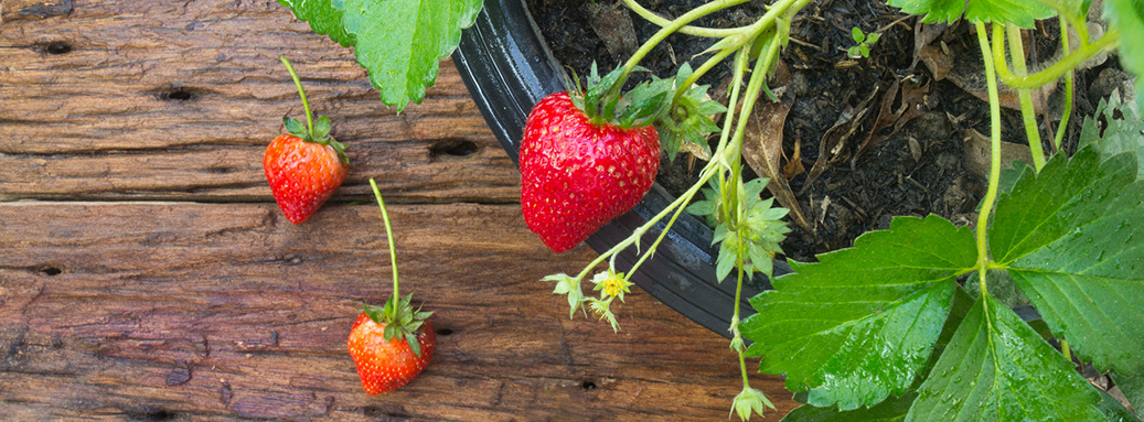 Edible Gardening Tips for Homegrown Fresh Fruits, Vegetables & Herbs