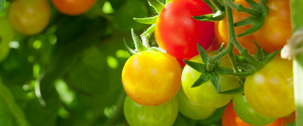 Tips for growing and caring for your tomato plants. With a little love and attention, you will be enjoying fresh tomatoes from your garden in no time!