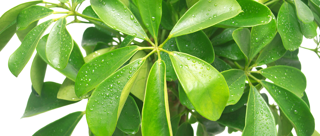 A Breath of Fresh Air | Tropical Foliage Plants
