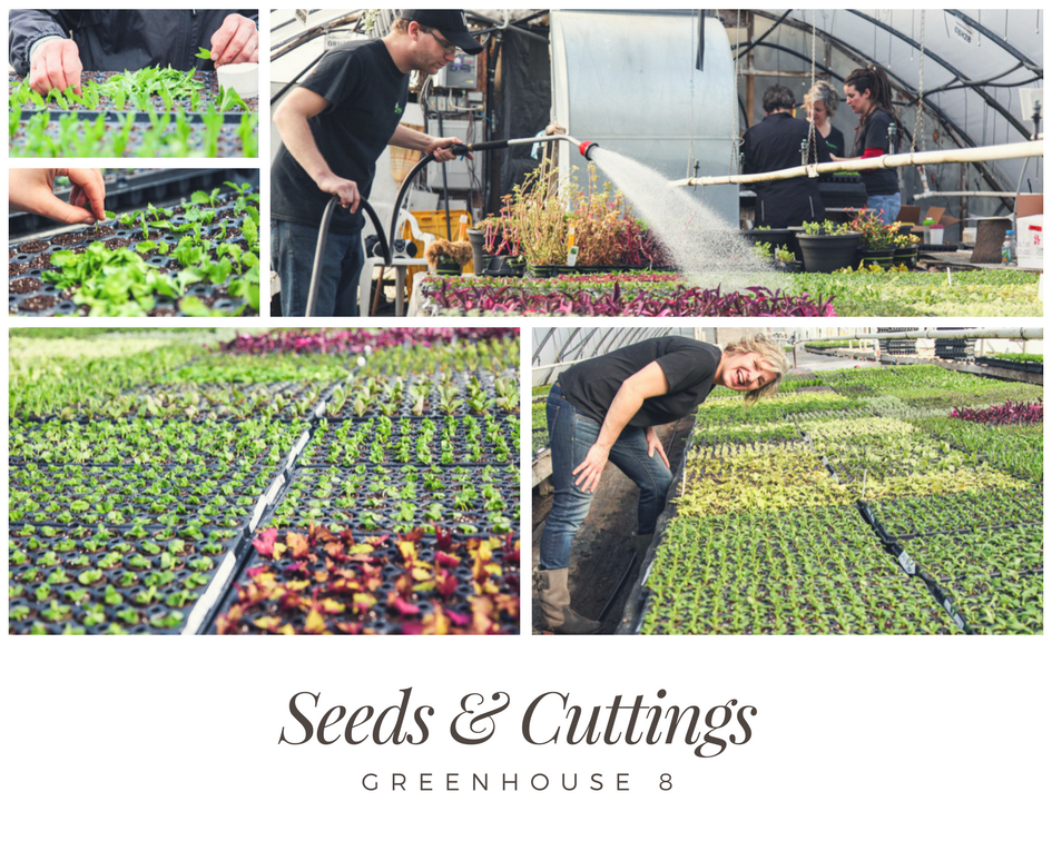 Seeds & Cuttings | Behind the Scenes of Greenhouse 8
