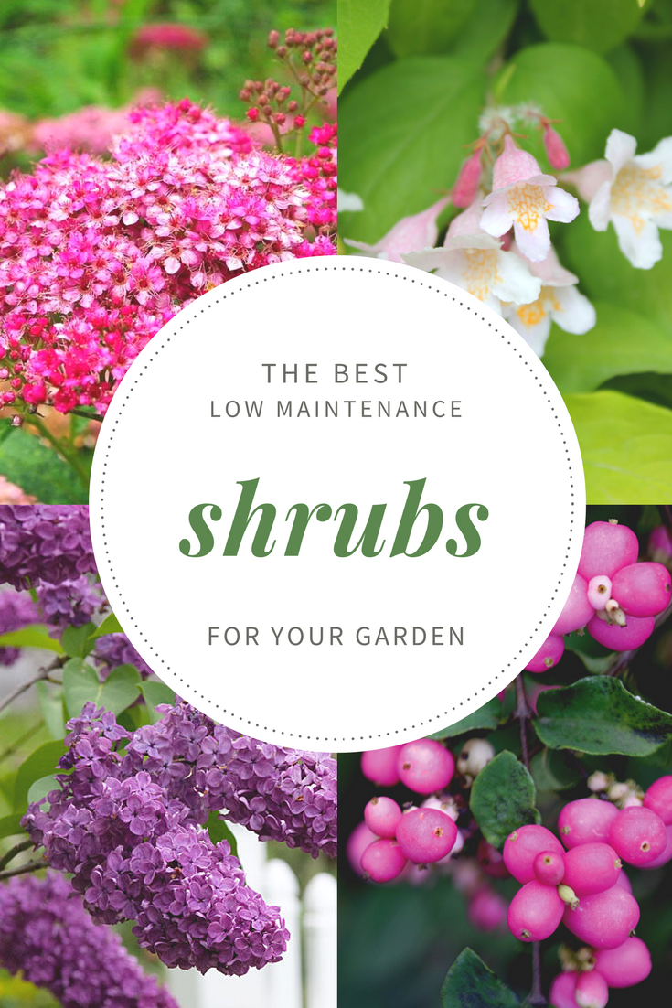 Top 10 Best Low Maintenance Shrubs for your Garden