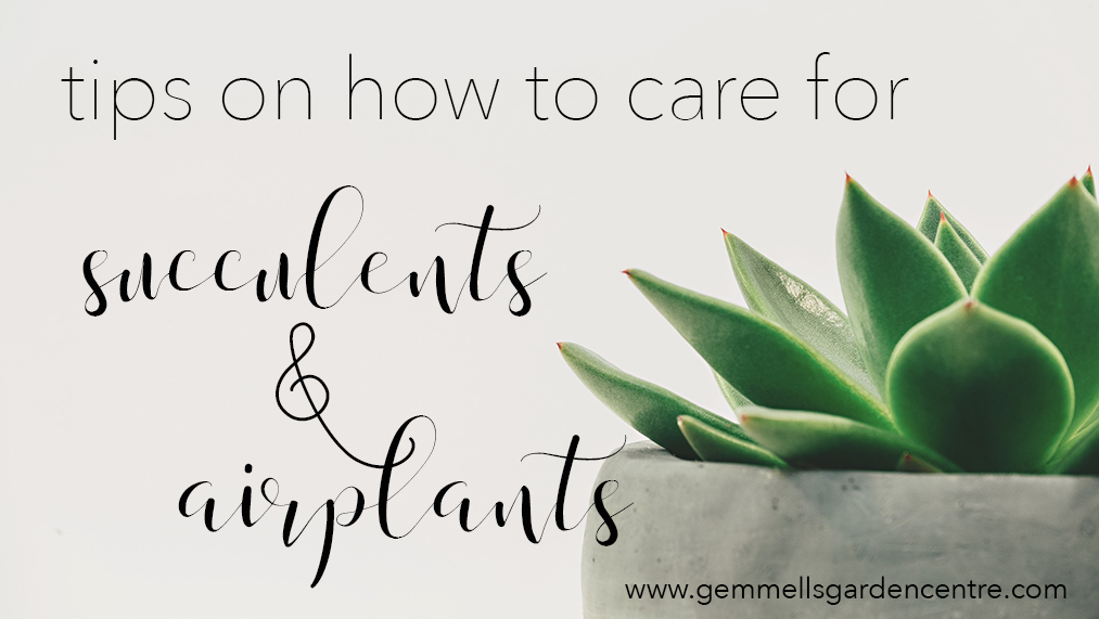 Tips on how to care for succulents & airplants | Ottawa Garden Centre