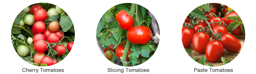 The three main tomato varieties: cherry tomatoes, slicing tomatoes & paste tomatoes.