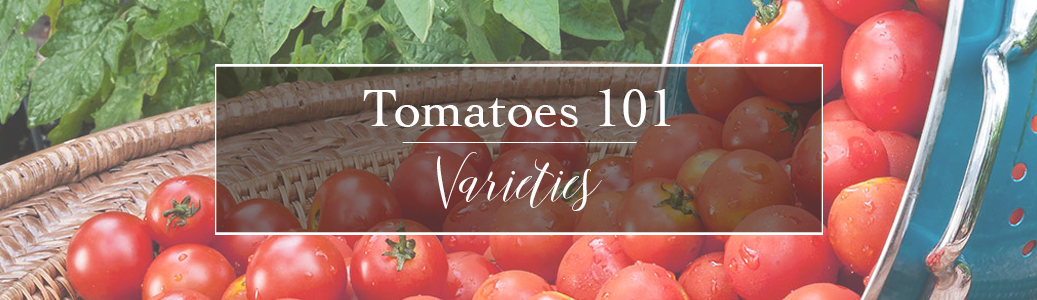 Helping you decide which variety of tomato is best for your needs.