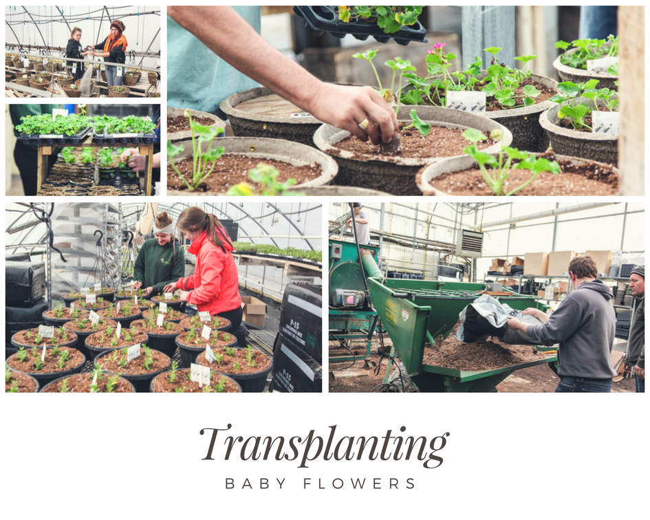 Transplanting the Baby Flowers March Break Students