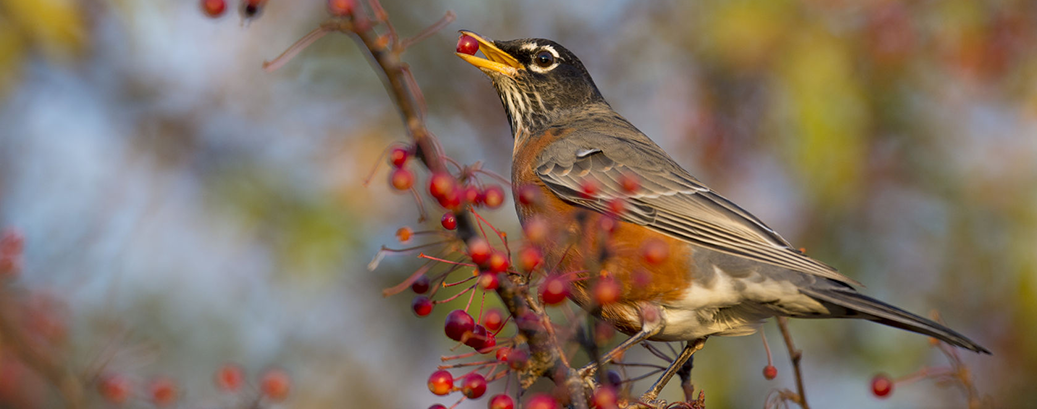 How to encourage more birds around your garden by providing a variety of trees and shrubs, particularly those that provide food in the form of fruit, seeds, berries, nuts or flowers.