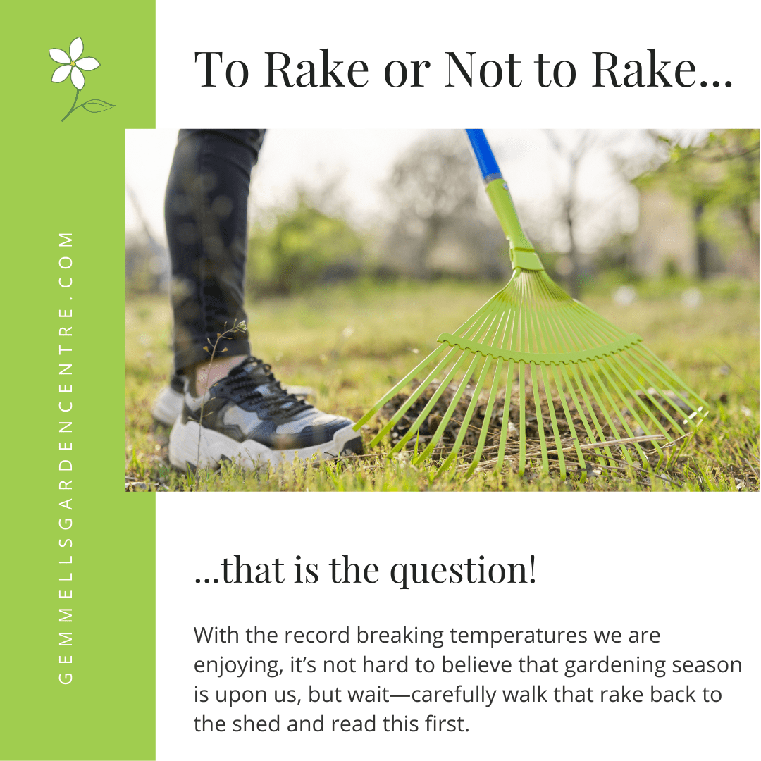 To Rake or Not to Rake | Gemmell's Garden Centre