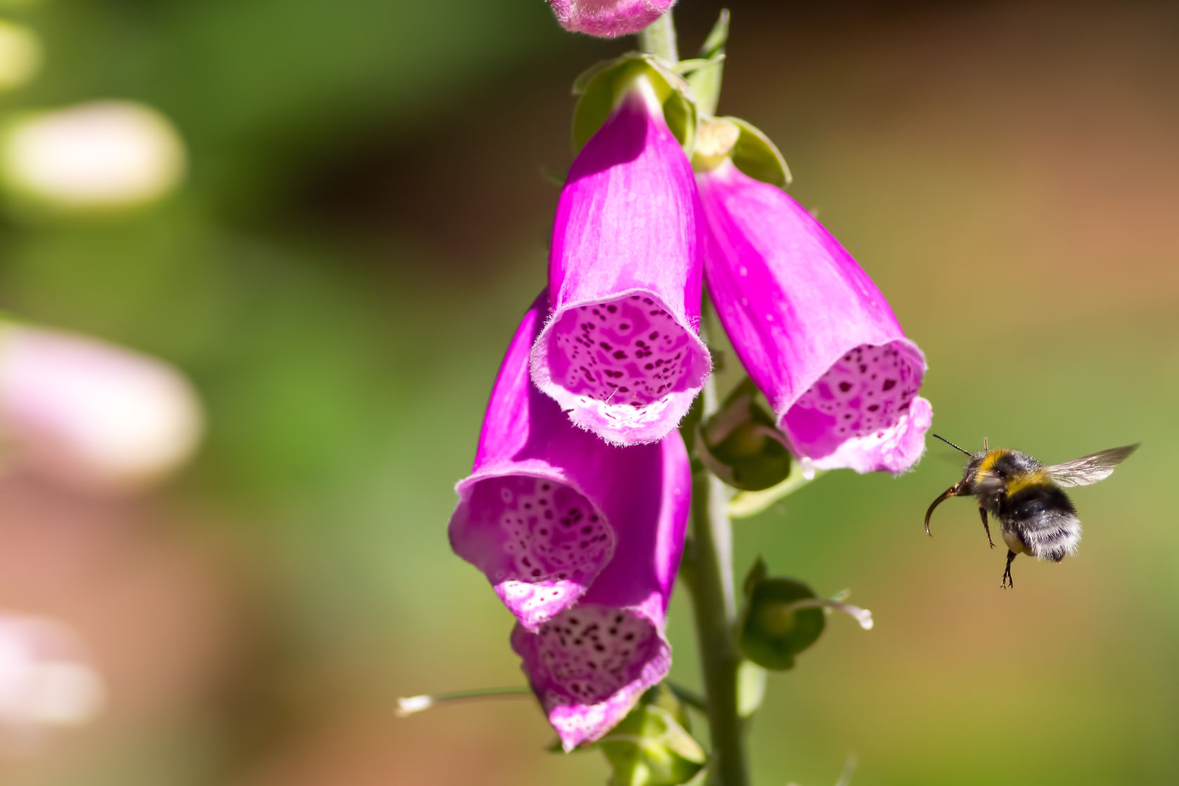 Bee Friendly Plants for Your Garden