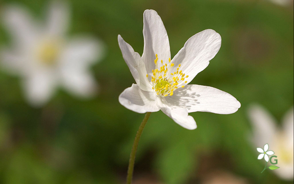 Windflower Japanese Anenome