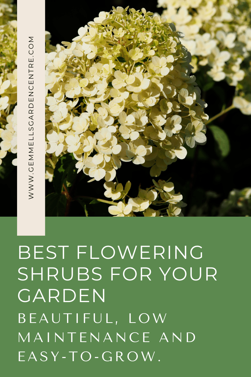 Bobo Hydrangea Best Flowering Shrubs for Your Garden