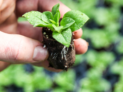 Spring Baby Plant Gardening