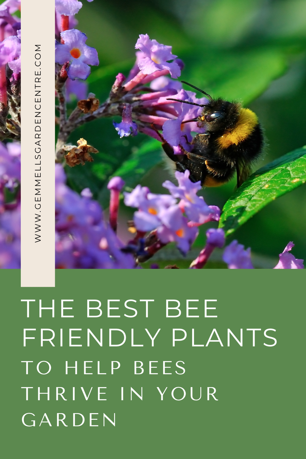 Bee Friendly Plants to attract and help bees thrive in your backyard garden