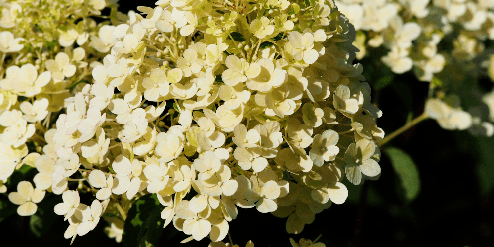 Bobo Hydrangea Best Flowering Shrubs for Your Garden