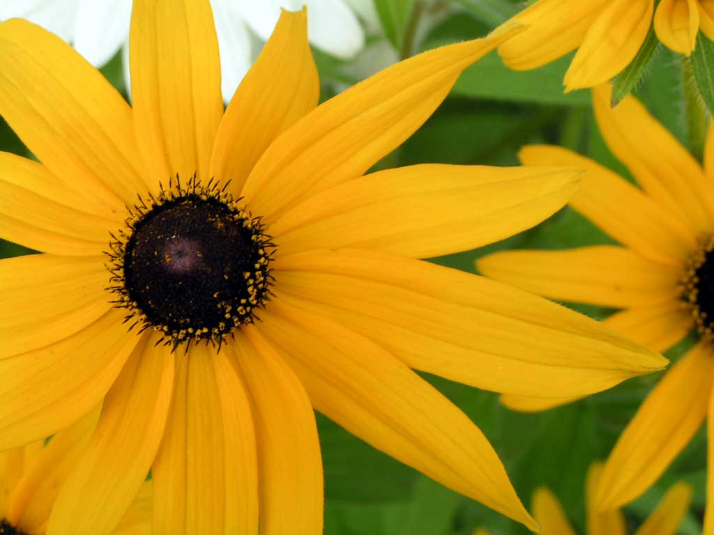 Black Eyed Susan | Fall Gardening