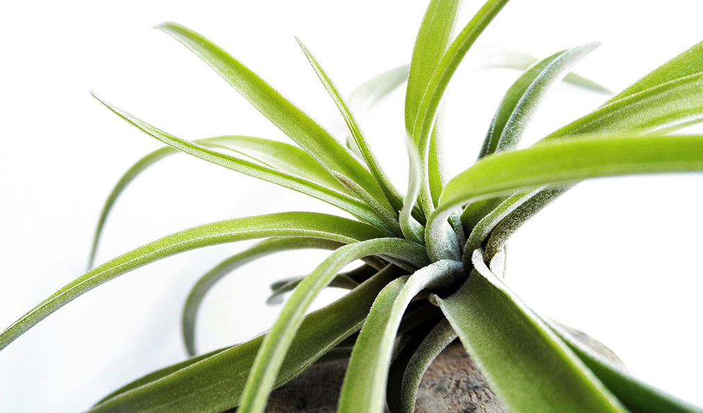 How to care for air plants | Ottawa Garden Blog