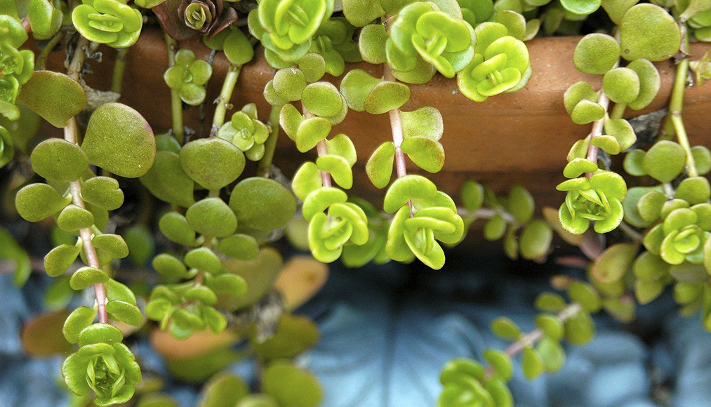 Caring for succulents | Gemmells Garden Centre 