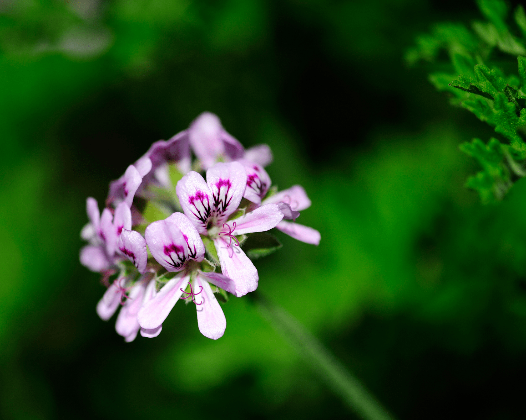 Citronella is beneficial to bees, butterflies and hummingbirds | Gemmells Garden Centre