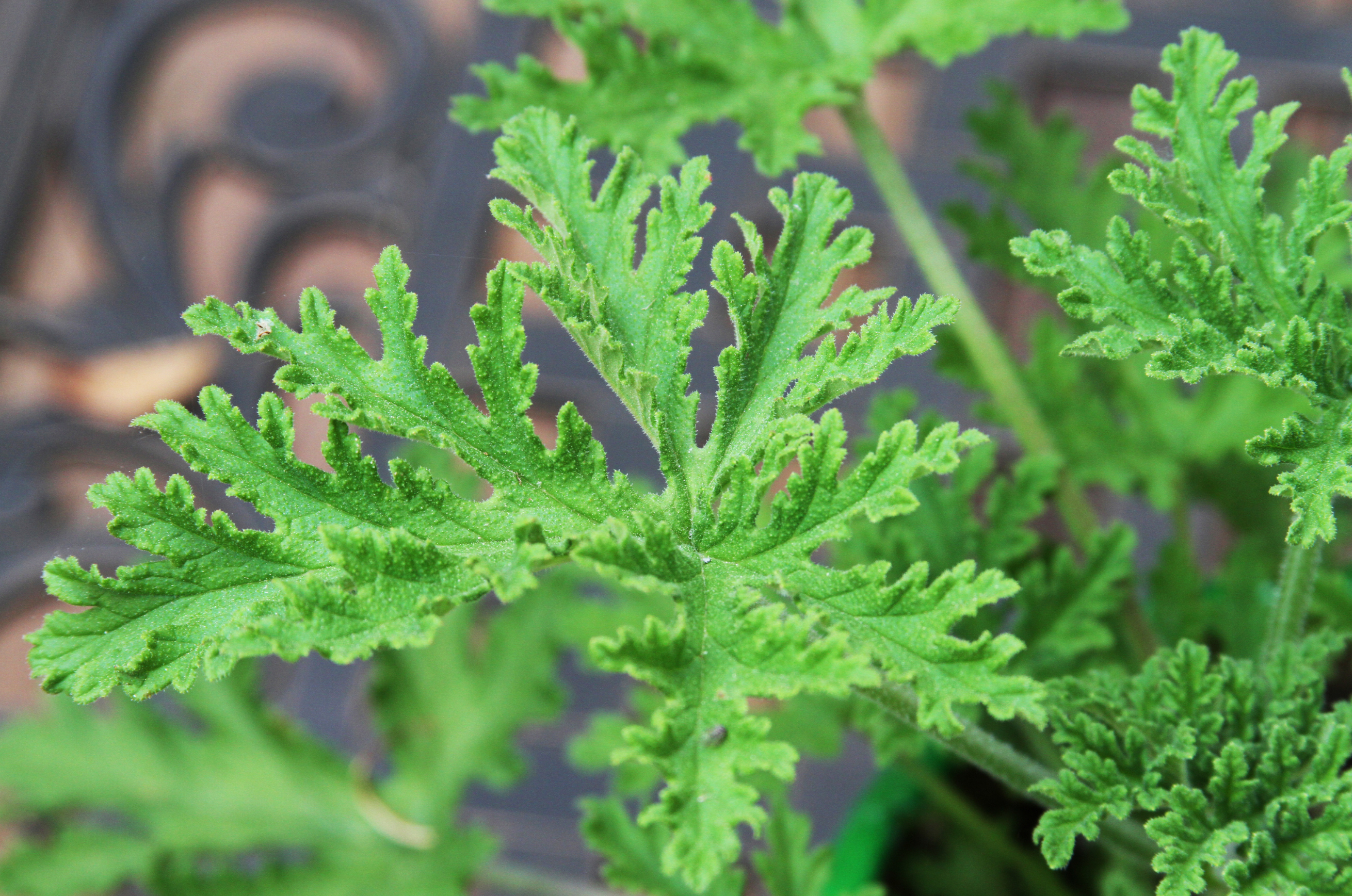 Citronella is medicinal | Gemmells Garden Centre