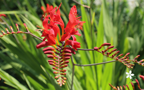 Crocosmia ‘Lucifer’ Crocosmia