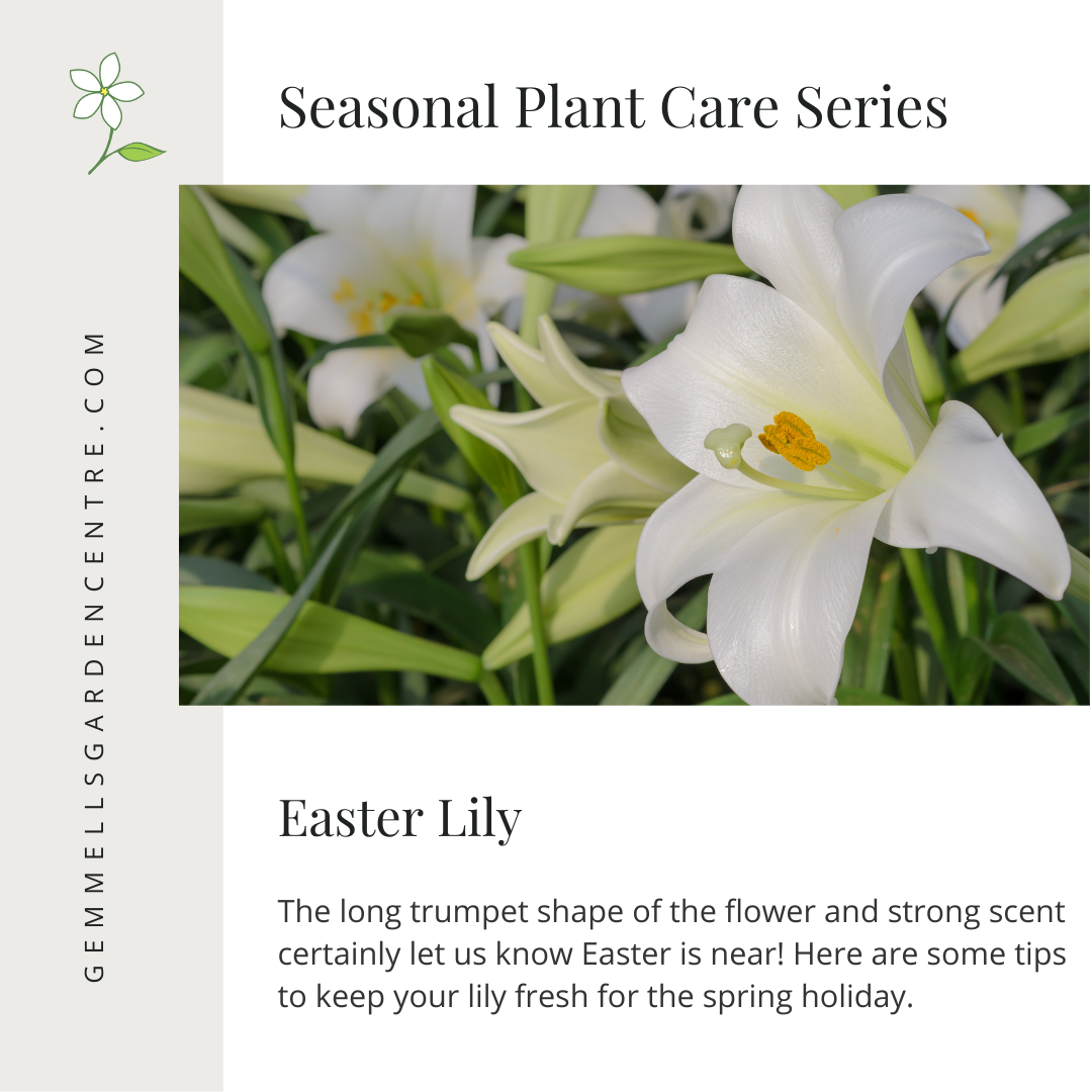 Easter Lily | Seasonal Plant Care Series | Gemmell's Garden Centre