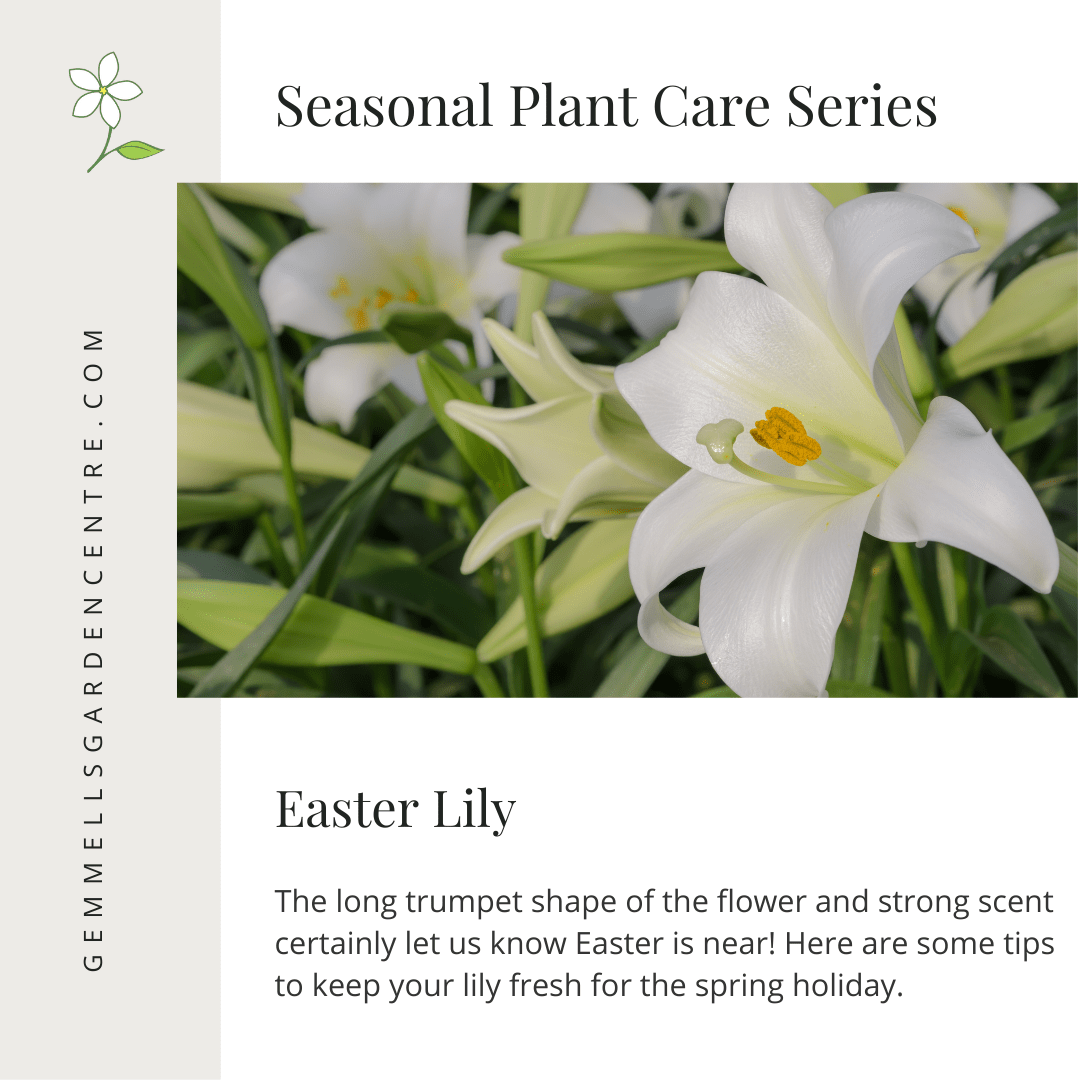 Easter Lily | Seasonal Plant Care Series | Gemmell's Garden Centre