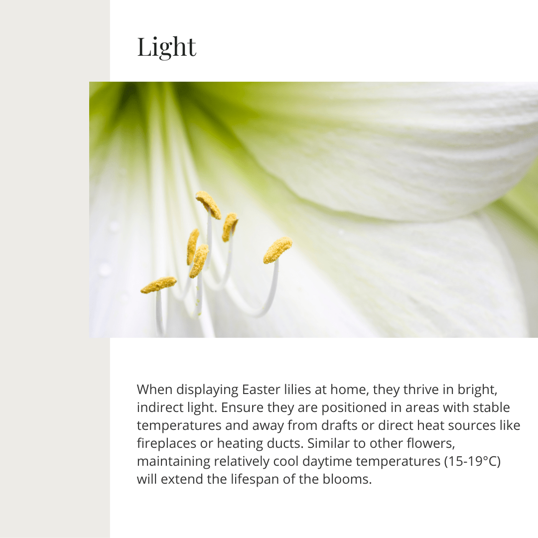 Easter Lily | Seasonal Plant Care Series | Gemmell's Garden Centre