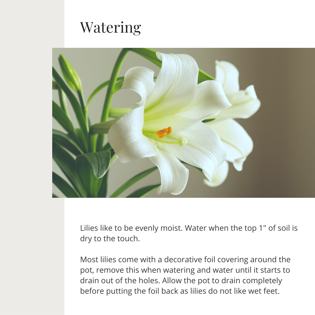 Easter Lily | Seasonal Plant Care Series | Gemmell's Garden Centre