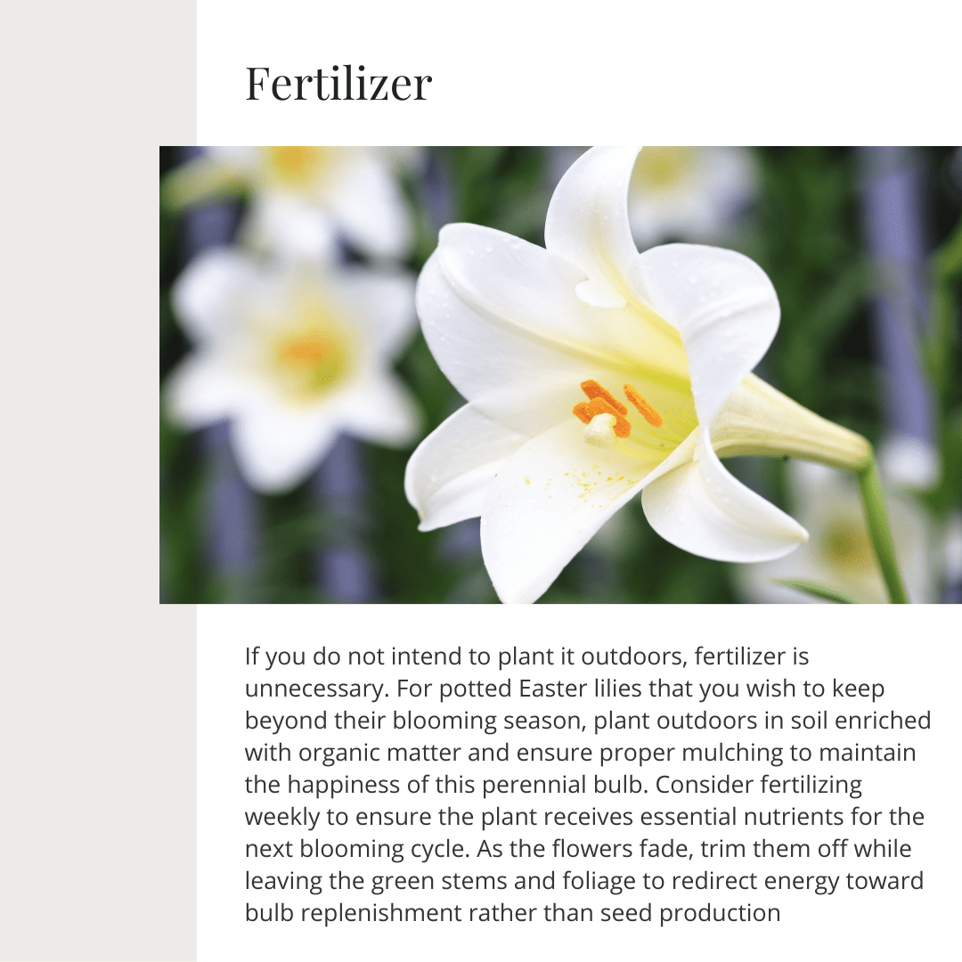Easter Lily | Seasonal Plant Care Series | Gemmell's Garden Centre