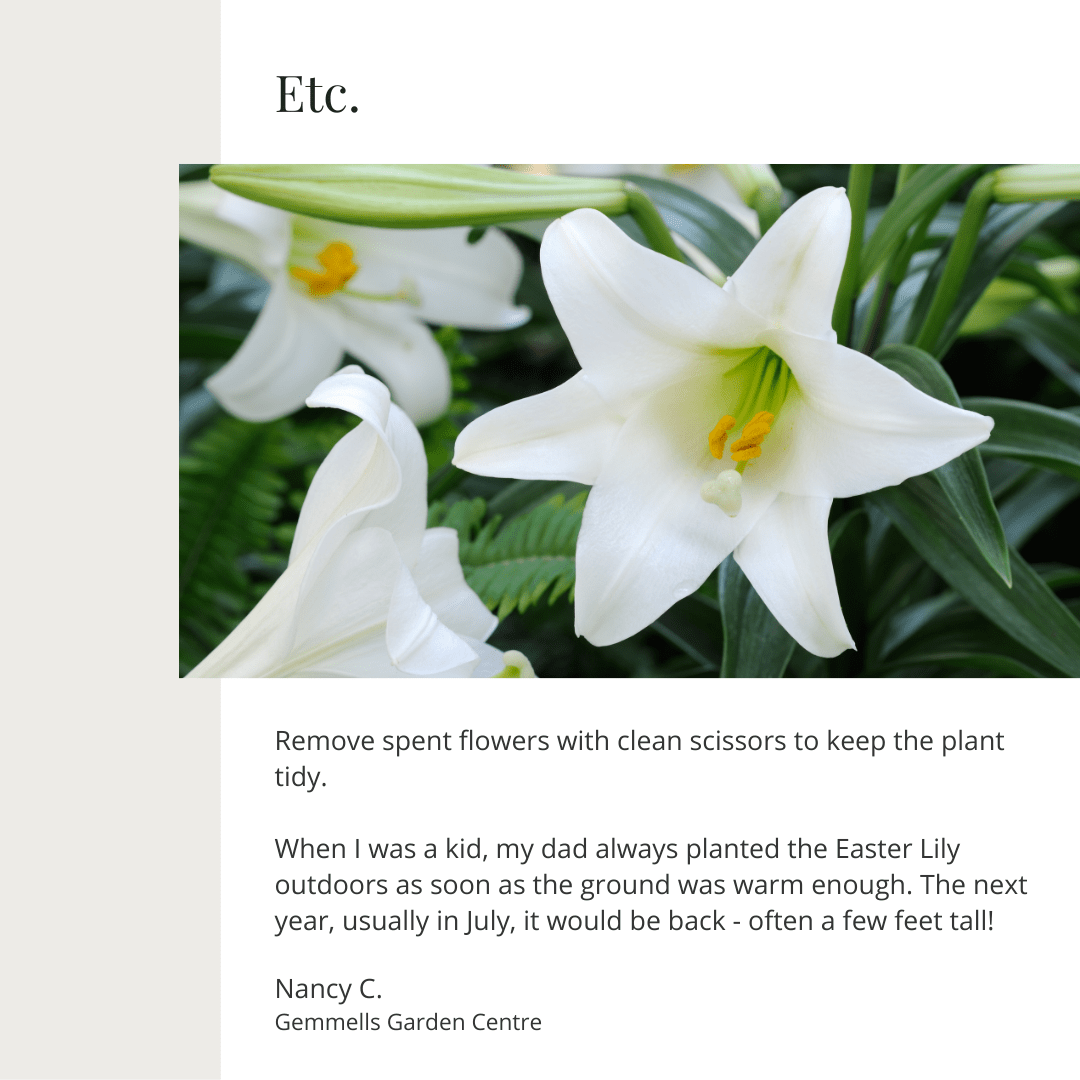 Easter Lily | Seasonal Plant Care Series | Gemmell's Garden Centre