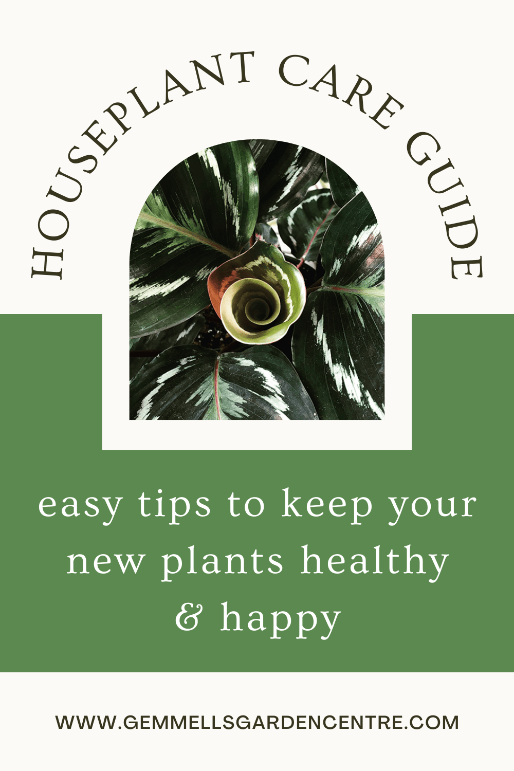 Easy Plant Care Guides for Your New Houseplant