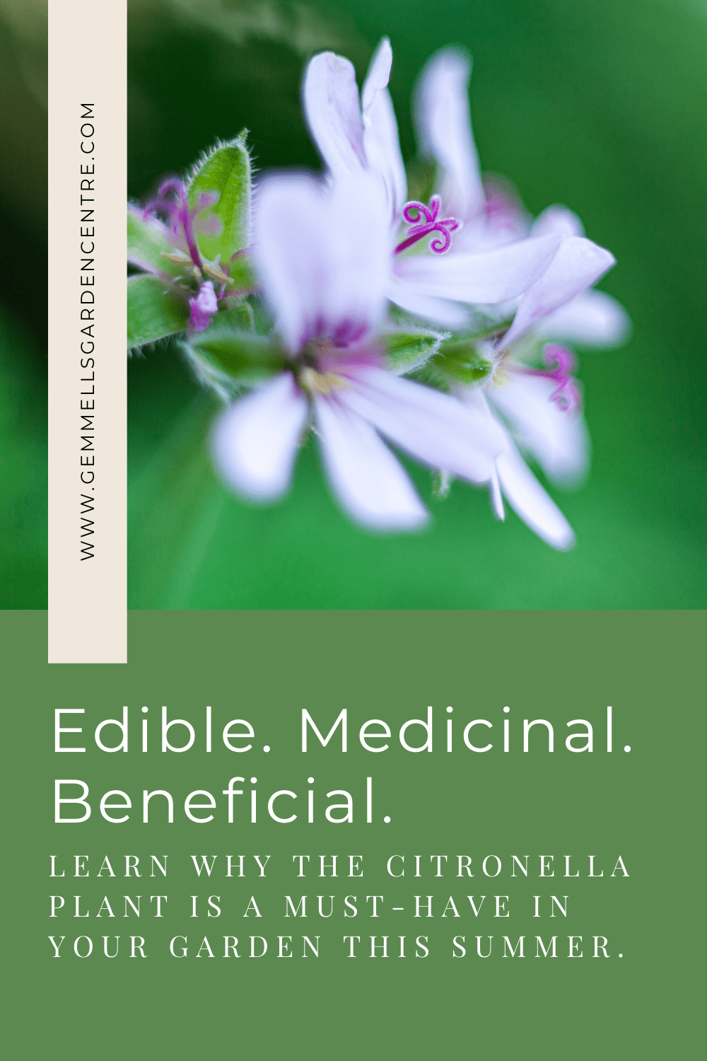 Edible Medicinal Beneficial Citronella is a must have plant