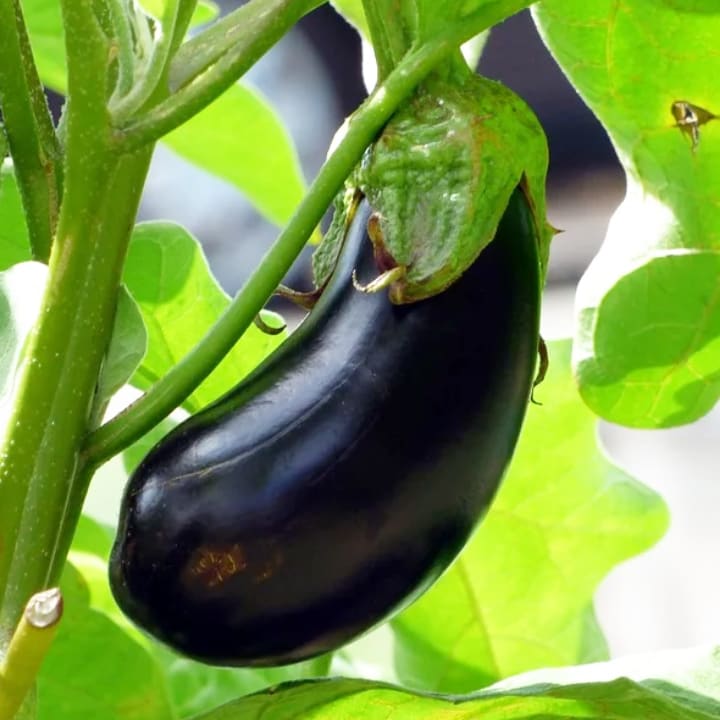 Shop | Vegetables | Gemmell's Garden Centre | Eggplant