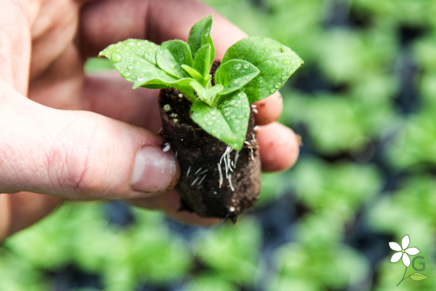 Seedling in Gemmell's Garden Centre Greenhouse