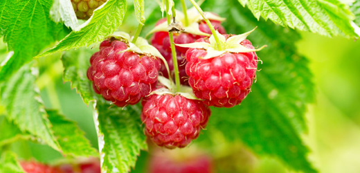 Fruit Trees & Bushes, Smiths Falls Garden Centre