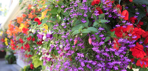 Hanging Baskets & Planters, Smiths Falls Garden Centre