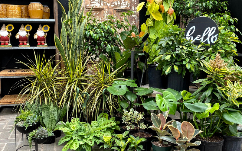 8 Health Benefits of Plants | Gemmell's Garden Centre