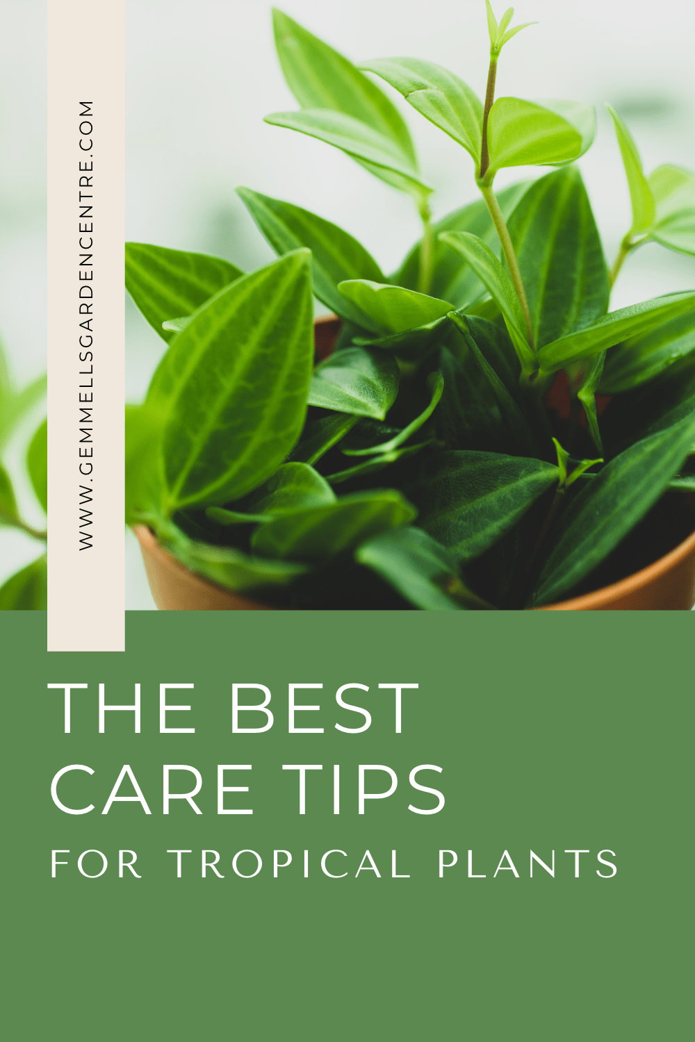 How to Care for Tropical Foliage Plants