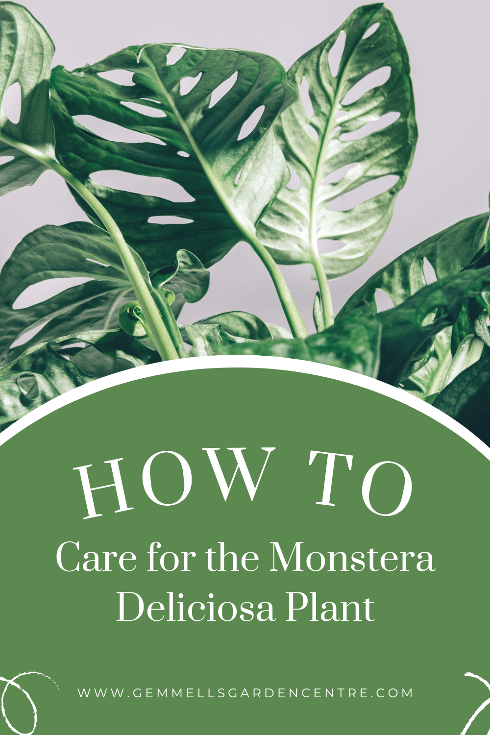 How to Care for the Monstera Delicious Plant aka Swiss Cheese Plant | Gemmells Garden Centre | Ottawa Gardening Blog
