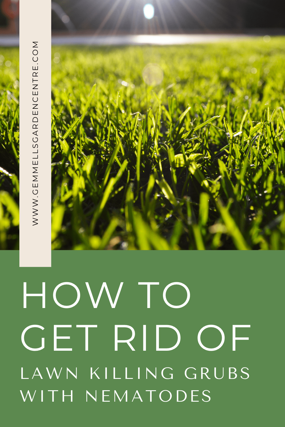 How to Get Rid of Lawn Killing Grubs | Nematodes