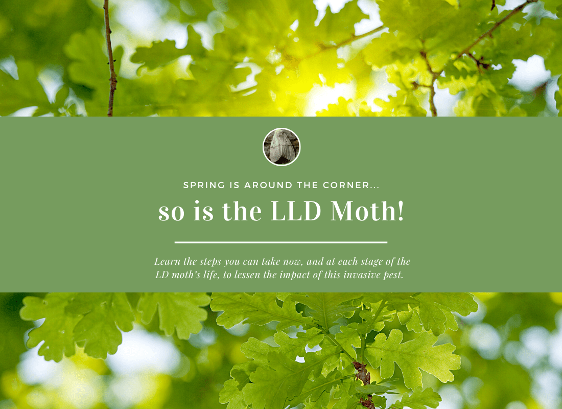 Gemmell's Garden Centre - Remedies & Treatment for the LLD Moth aka the Gypsy moth, Lymantria dispar, or Spongy moth