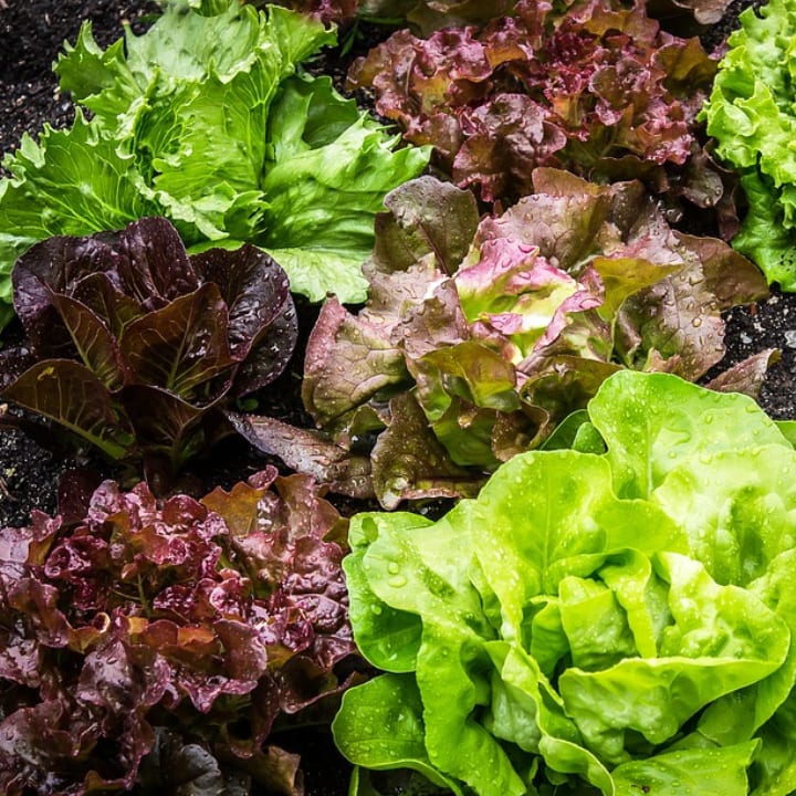 Shop | Vegetables | Gemmell's Garden Centre | Lettuce