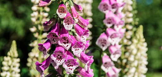 Perennials, Smiths Falls Garden Centre