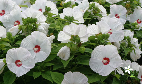 Perennial Hibiscus ‘Luna Series’ Hibiscus Moscheutos 