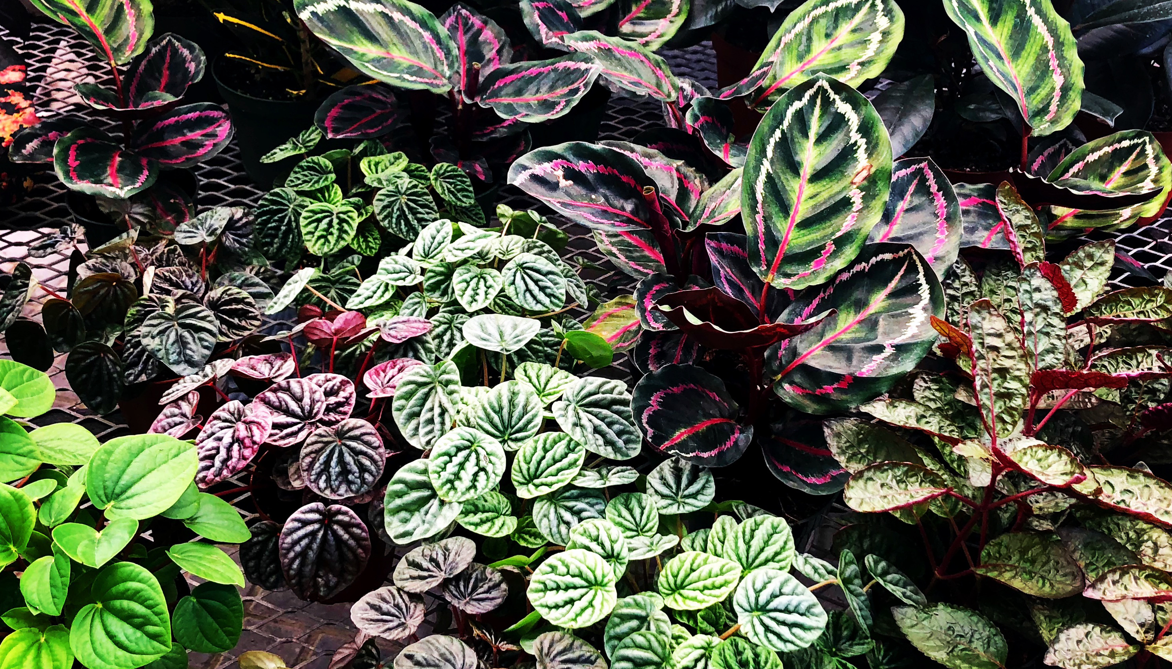 Plant care made easy - care guide for your houseplants