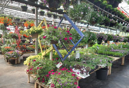 Plants, Gemmell's Garden Centre, Smiths Falls & Brockville