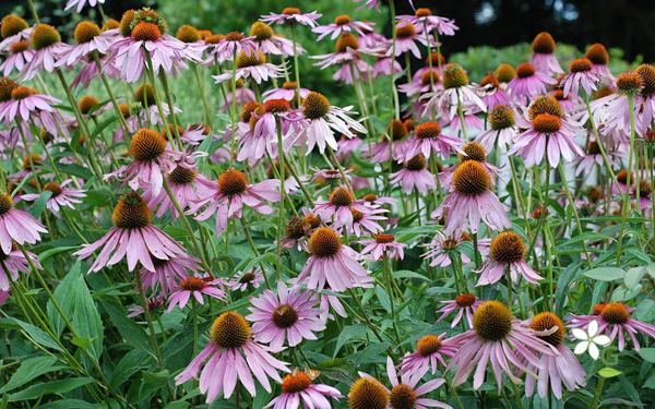 Coneflower Echinacea Purpurea