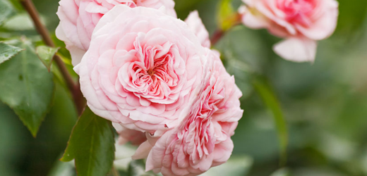 Roses, Brockville Garden Centre